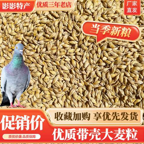 带壳大麦粒20斤鸽子粮带皮大麦发芽鸟食饲料麦芽糖做大麦茶新鲜