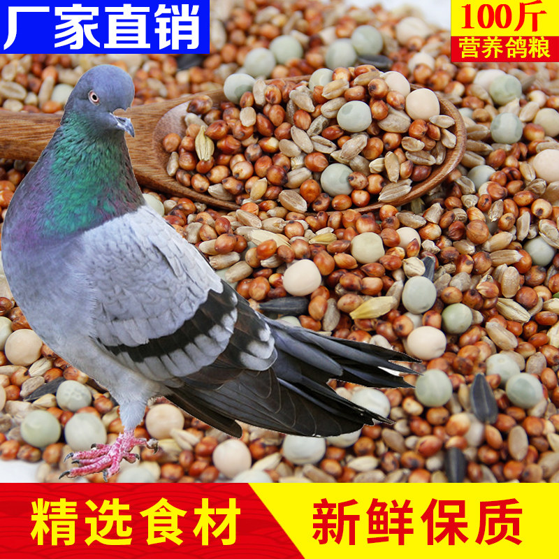 鸽子粮食100斤包邮无玉米营养饲料20kg成鸽幼鸽观赏鸽粮50斤鸽料