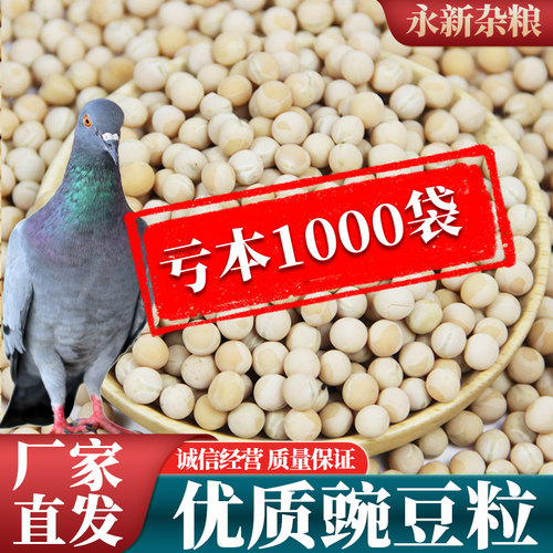 优质白豌豆鸽粮100斤新鲜东北白豌豆10kg鸽子粮50斤特价5斤特价