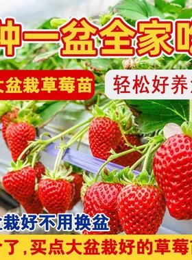 大盆栽草莓苗真红美玲草莓秧苗盆栽带盆带土天使白草莓粉玉草莓苗