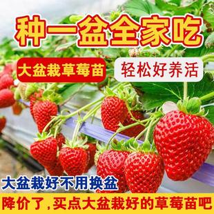 大盆栽草莓苗真红美玲草莓秧苗盆栽带盆带土天使白草莓粉玉草莓苗