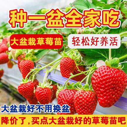 大盆栽草莓苗真红美玲草莓秧苗盆栽带盆带土天使白草莓粉玉草莓苗
