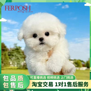 纯种韩系比熊幼犬小体长不大比熊狗狗活体幼犬上海实体犬舍宠物店