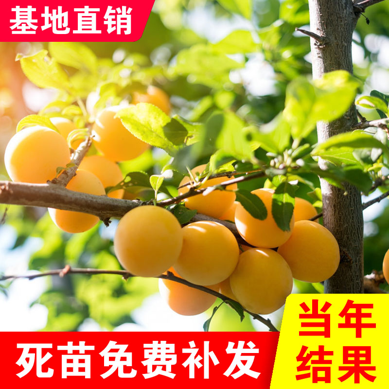 香蕉李子树苗南北方种植嫁接李子树苗正宗新品种盆栽地栽当年结果