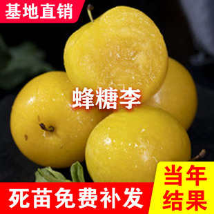 四川李子树苗蜂糖李树苗冰糖李树苗蜂蜜李树苗冰脆李树苗青脆李苗