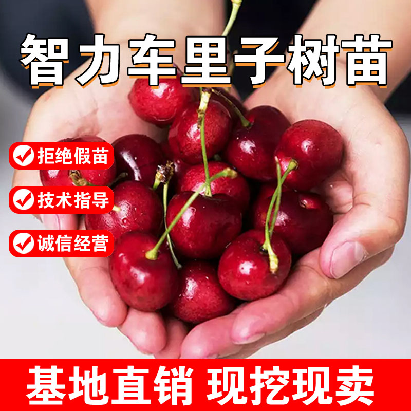 智力车厘子树苗嫁接活苗大樱桃盆栽地栽南北方种植车厘子品种结果