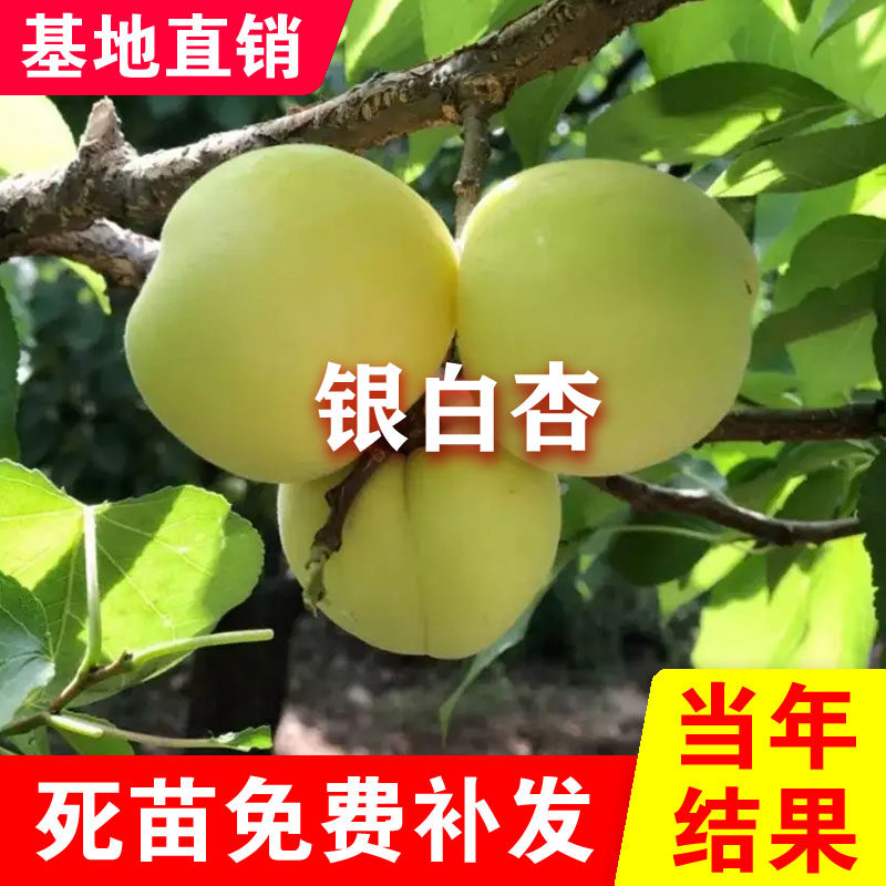 东北耐寒银白杏树苗嫁接特大早熟品种盆栽地栽南北方种植当年结果