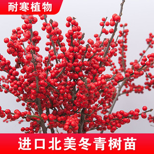正宗北美冬青树苗盆栽地栽耐寒年宵花冬青相思豆富贵籽苗发财果苗
