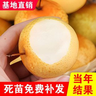 嫁接秋子梨树苗南北果园种植酸梨树苗沙果梨苗花盖梨树苗当年结果