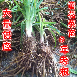 湖南可食用黄花菜种苗大量供应金针菜种植苗根植物观花