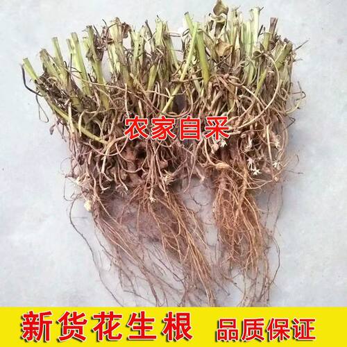 2024年新货花生藤头根花生头花生根根干花生根花生根头养生中药材