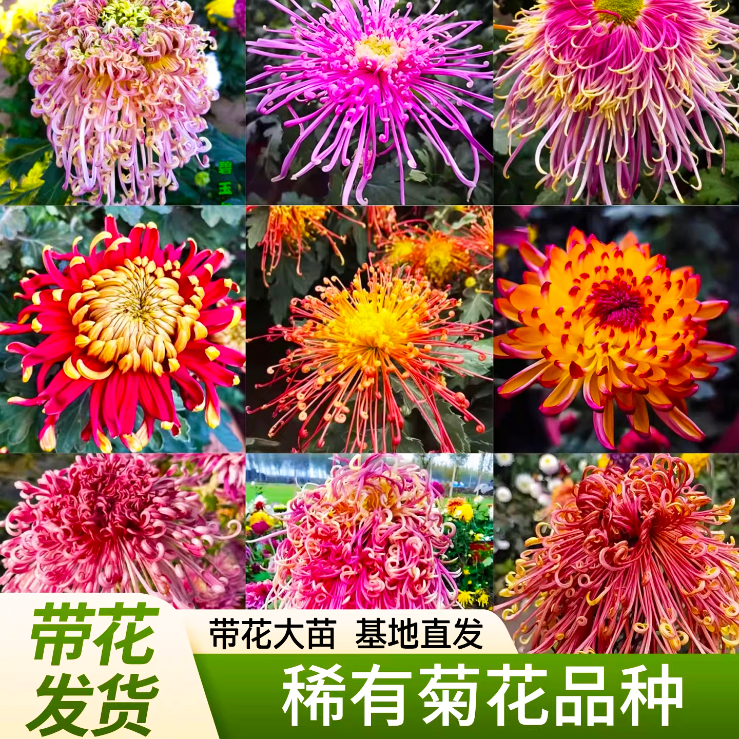 各种菊花苗大花带花苞盆栽四季