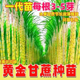 广西黄金甘蔗苗种苗软甜黑皮庭院阳台盆栽紫皮果蔗树苗秧苗种子籽