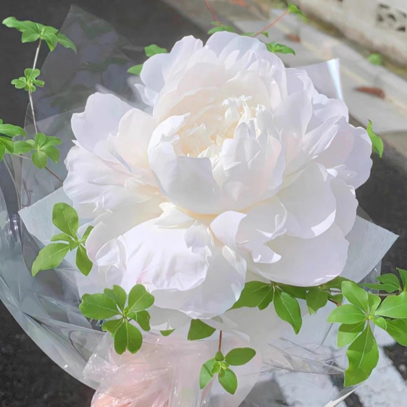 芍药花苗大根块易活耐热盆栽