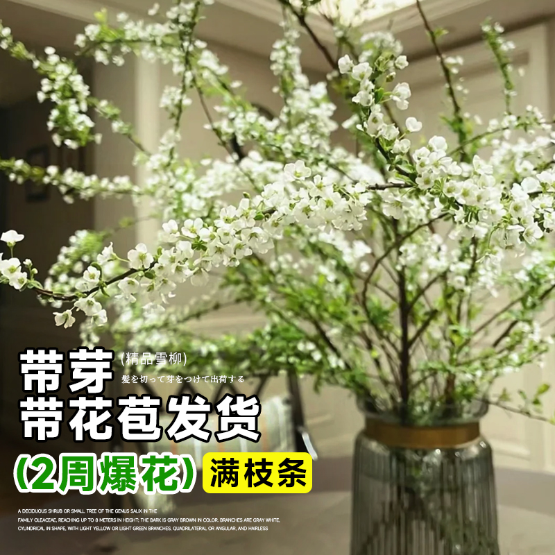 雪柳干枝水养鲜枝插花客厅水培植物鲜花卉室内盆栽绿植龙柳好养活