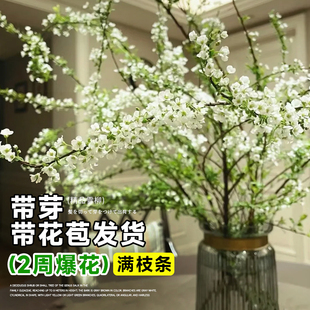 雪柳干枝水养鲜枝插花客厅水培植物鲜花卉室内盆栽绿植龙柳好养活