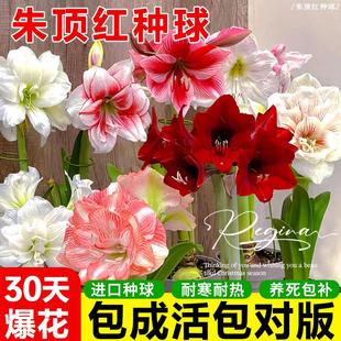 朱顶红进口重瓣种球阿弗雷特大球花卉植物带花苞盆栽好养