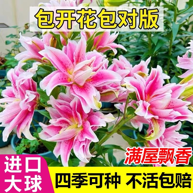 百合花种球进口香水百合多季开花