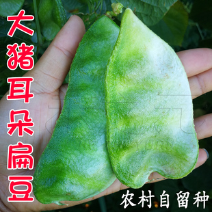 猪耳朵扁豆种子特早熟肉厚春季 播蔬菜农家扁豆角籽种孑绿眉豆传统