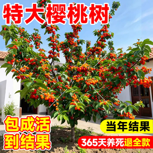 正宗樱桃树果苗大樱桃苗车厘子树苗红妃中华土樱桃庭院南北方种植