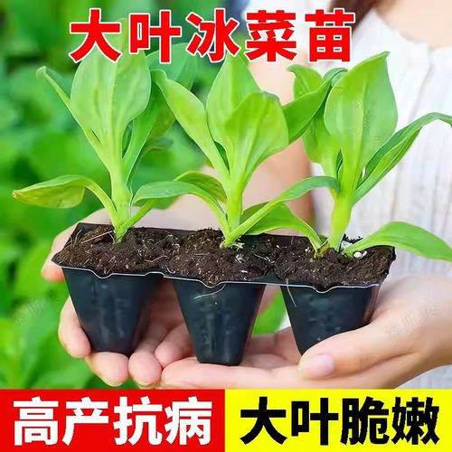 水晶四季大叶冰菜苗带土秧苗盆栽