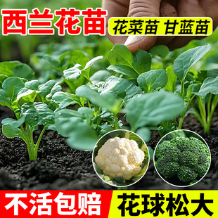 有机西兰花苗秧苗花椰菜苗青梗松花菜苗甘蓝苗秋冬四季蔬菜苗种子