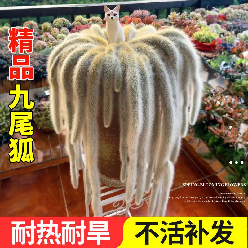 九尾狐多肉植物小盆栽吊兰开花