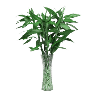 富贵竹水培植物转运竹子带根水养室内客厅绿植盆栽观音竹易活好养