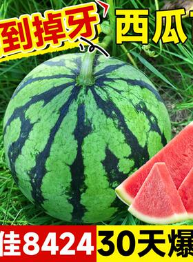 8424西瓜苗秧盆栽麒麟大西瓜种籽南方嫁接无籽西瓜水果蔬菜苗秧苗