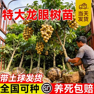 精品龙眼树苗嫁接果树苗储良石硖桂圆带特大号带土球南方庭院种植