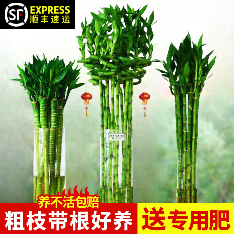 带根转运竹富贵竹植物水养文昌竹