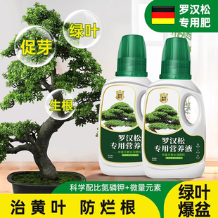德国罗汉松专用肥营养液有机肥料花叶枯病黄叶盆景养护面肥迎客松