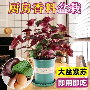 紫苏苗盆栽可食用厨房香草香料植物新鲜紫苏叶即食用盆栽罗勒绿植