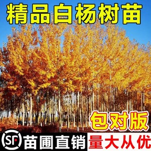 速生白杨树苗白杨小苗无絮杨扦插苗杨树条3804杨树苗绿化植物造林