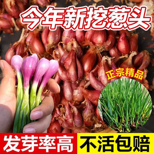 四川红葱头盆栽正宗火葱头蔬菜苗蒜瓣新鲜易活食用四季 香葱小香葱