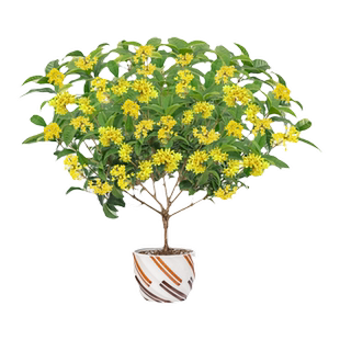 八月桂花树苗四季桂室内阳台盆栽金桂花苗室外庭院可食用花卉绿植