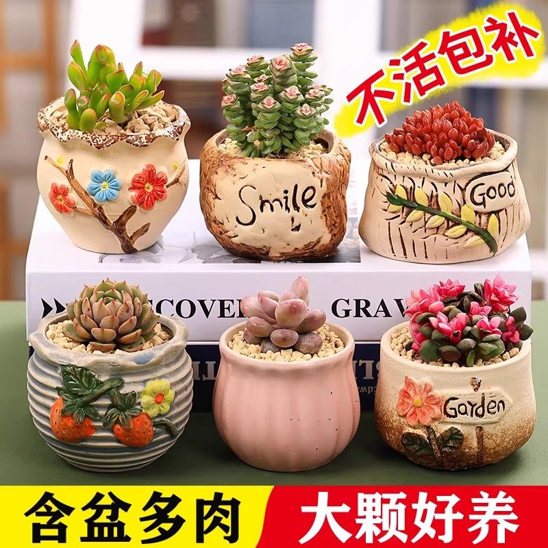 多肉植物组合室内小盆栽幼儿园摆件办公室桌面老桩大颗好养活绿植,鲜花速递/花卉仿真/绿植园艺,多肉植物,淘宝优惠券,粉丝福利购,淘宝优惠卷