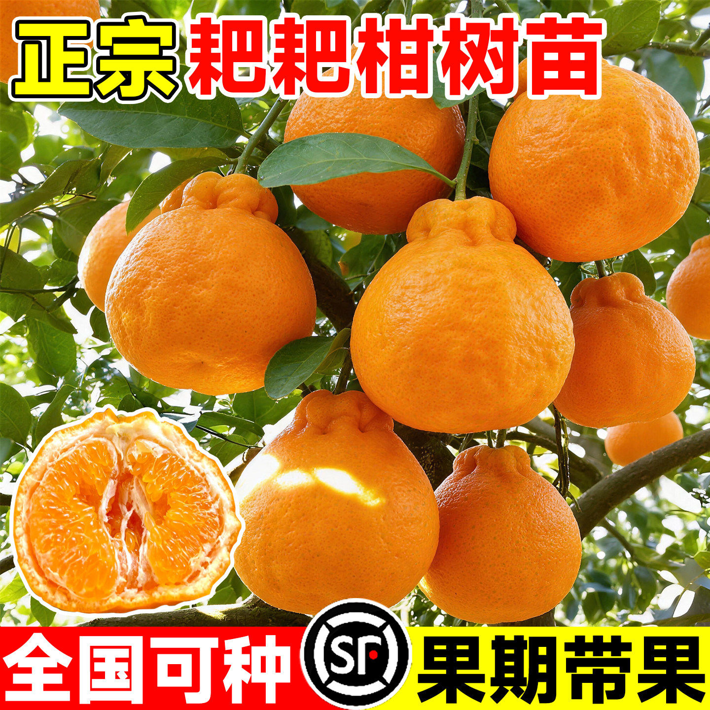 正宗春见耙耙柑果树苗丑橘水果种植粑粑柑丑桔橘子树果苗柑橘苗木,鲜花速递/花卉仿真/绿植园艺,果树,淘宝优惠券,粉丝福利购,淘宝优惠卷