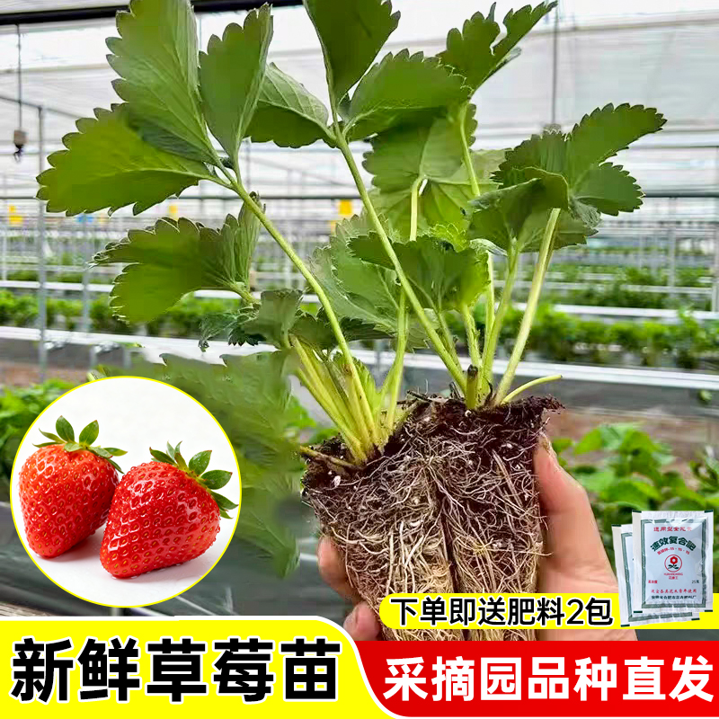 草莓苗穴盘苗丹东99奶油植物苗秧