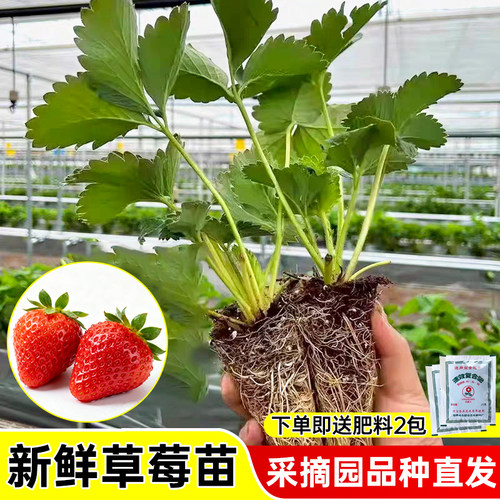 草莓苗穴盘苗丹东99奶油植物苗秧