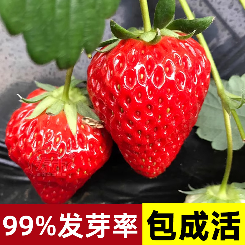 草莓种籽子四季易活结果