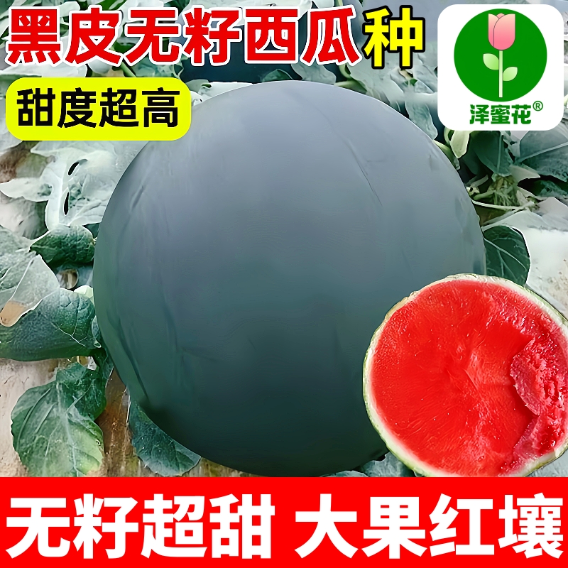 无籽西瓜种子黑皮红壤超甜