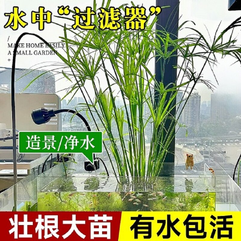 水培植物水竹旱伞草鱼缸造景净化水质水草水生植物鱼池塘龟缸水杉