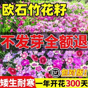 欧石竹花籽子耐寒矮生五彩石竹花种孑阳台庭院室内外四季播种开花