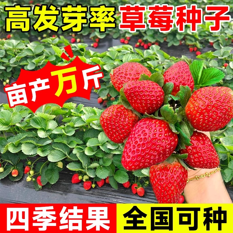 草莓种籽子四季易活结果