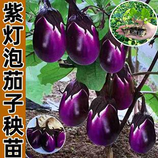茄子秧苗带土秧苗紫罐茄子苗秧苗紫龙茄青茄子苗辣椒苗四季蔬菜苗