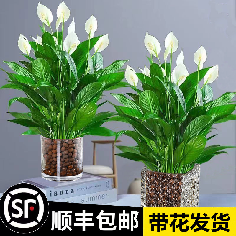 白掌一帆风顺盆栽水培植物绿萝箩花卉室内花绿植红掌发财树吸甲醛