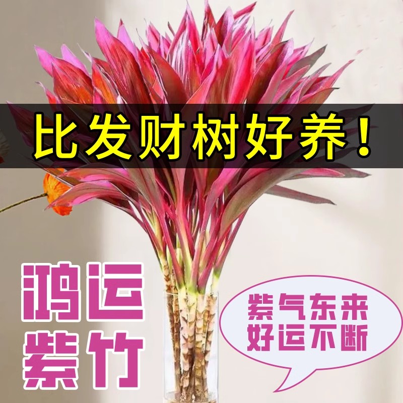 富贵竹紫竹水培粗杆带根招财鸿运