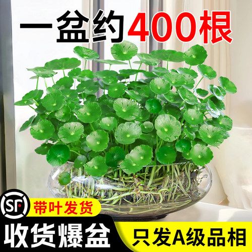铜钱草种子水培植物室内好养
