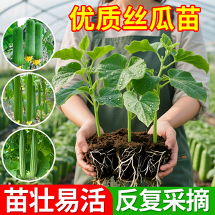 丝瓜苗秧苗特大号八角棱苹果丝瓜苗本地高产老品种嫁接早熟蔬菜苗